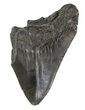 Partial, Fossil Megalodon Tooth #89021-1
